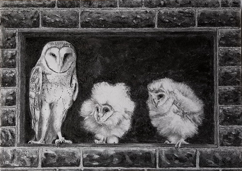 Tyto alba